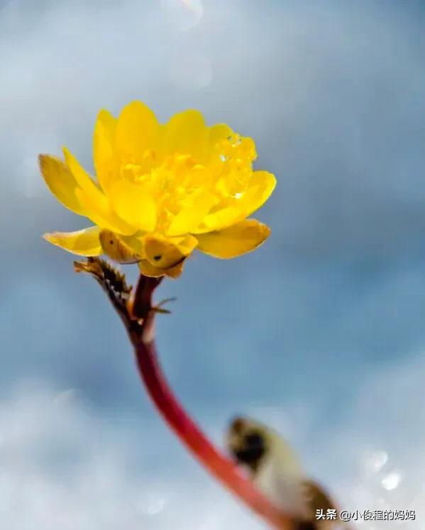 分享圖片-冰凌花