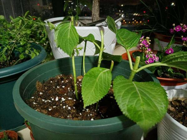 人人都能爆盆的繡球花，為什麼你養就不爆，只因差“5個注意”