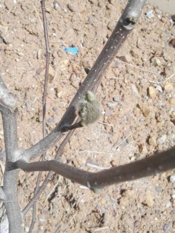 盤點22年1月到來的花草