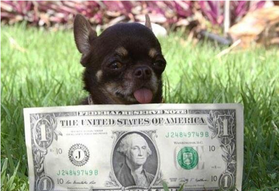 吉尼斯世界紀錄最大和最小兩個極端，最小的狗狗一隻手掌就可握住