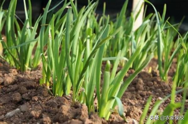 種韭菜不打農藥不施化肥,用廚房裡的兩種水,韭菜無汙染還高產 種韭菜不打農藥不施化肥,用廚房裡的兩種水,韭菜無汙染還高產
