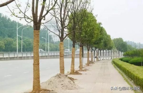 園林植物冬防措施注意事項 園林植物冬防措施注意事項