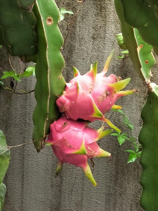 網上常見的3種花，購買需謹慎，看著銷量高，其實都是坑