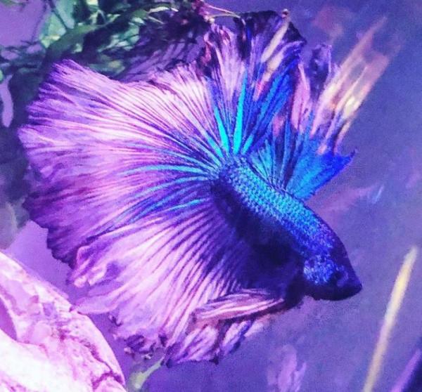 外國妹子救回一條顏色慘白的瀕死鬥魚，兩週後，奇蹟發生