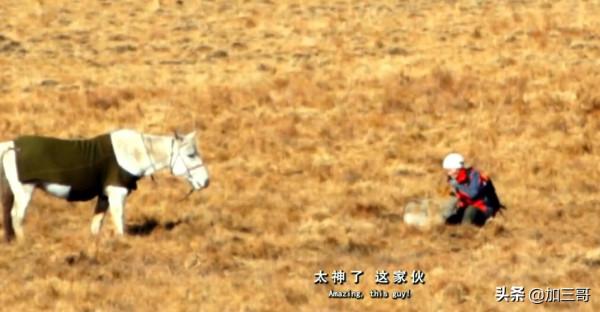 紀實電影《重返狼群》－尋找狼群，小狼格林牽馬救母