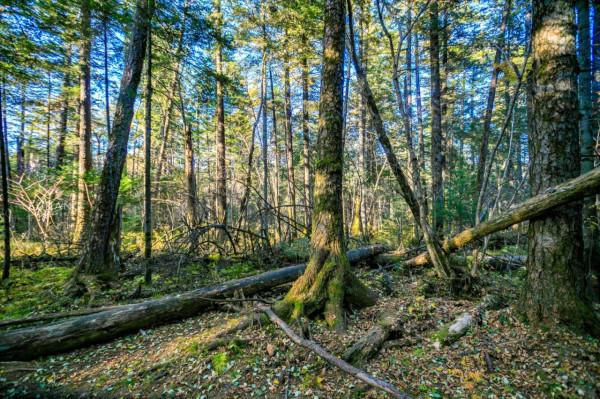 一根野山參800元？綁紅繩、供奉山神，長白山挖參人的千古規矩