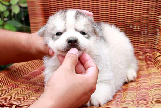 你必須知道的秋季寵物預防各類疾病的良方 你必須知道的秋季寵物預防各類疾病的良方