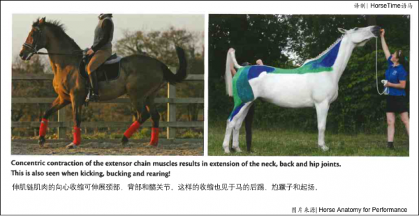 肌肉鏈與核心肌肉 肌肉鏈與核心肌肉