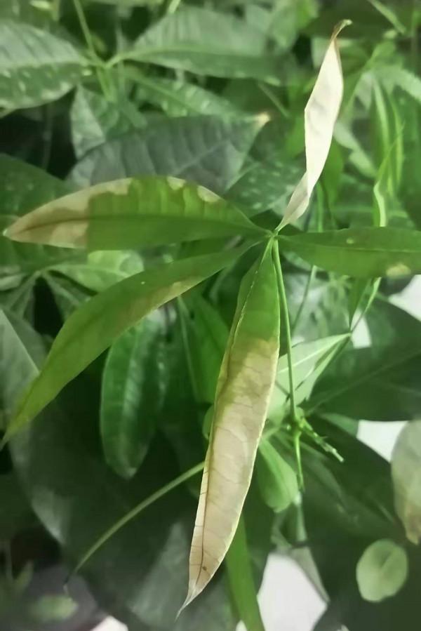 大家幫忙看看這是缺營養了還是凍著了