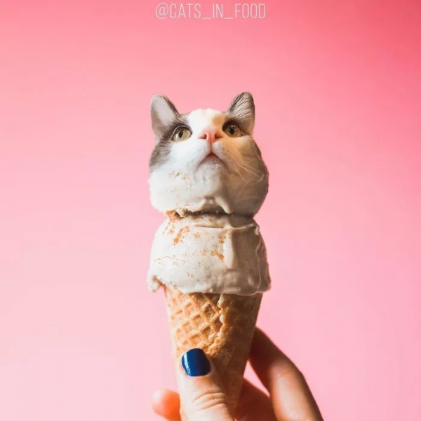 這樣的貓片，真下飯