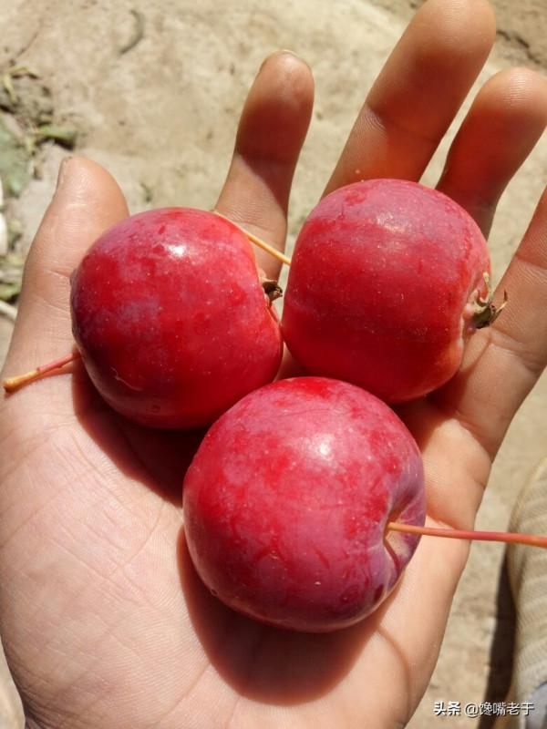 難道只有北方人才吃這些“水果”的？南方朋友：沒吃過，也沒見過