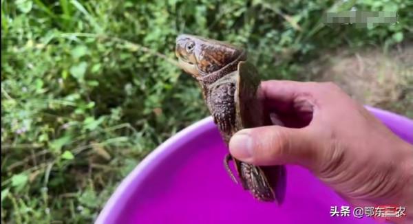 農村大學生放棄年薪30萬,回家搞生態養殖,一年純收100萬 農村大學生放棄年薪30萬,回家搞生態養殖,一年純收100萬