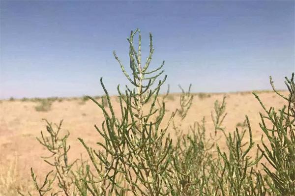 馬雲斥巨資在沙漠裡種的樹，如今成啥樣了？