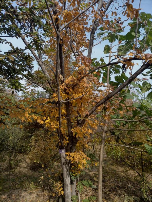 北京秋季賞景再推薦，蘇家坨鷲峰森林公園