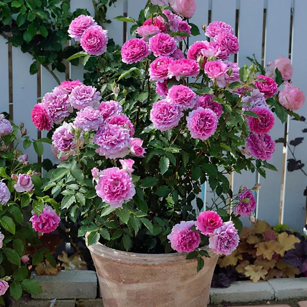 秋季這些花別亂剪,正確修剪才能枝繁葉茂,花滿枝頭 秋季這些花別亂剪,正確修剪才能枝繁葉茂,花滿枝頭