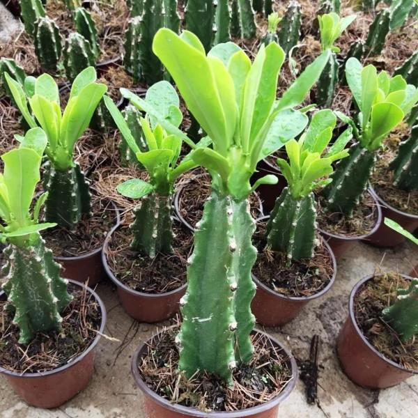 三種必備的“鎮宅肉”，霸氣威武讓人安全，關鍵是好養