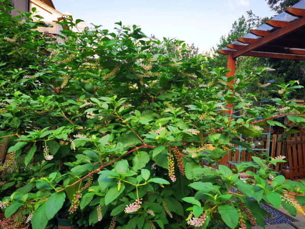 老話說“房前不栽樹,屋後不種花”,究竟是科學,還是迷信? 老話說“房前不栽樹,屋後不種花”,究竟是科學,還是迷信?