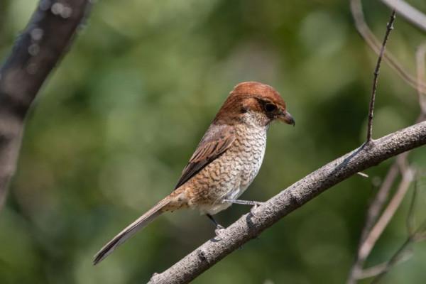 拍鳥記（一二九）牛頭伯勞