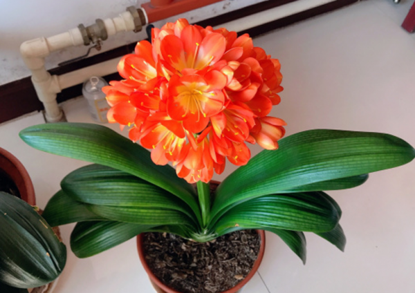 冬天買到5種花，要用小花盆養，少澆水多曬，才會長得漂亮