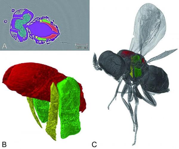 哇哦,這是來自一億年前“木乃伊化”的肌肉 哇哦,這是來自一億年前“木乃伊化”的肌肉