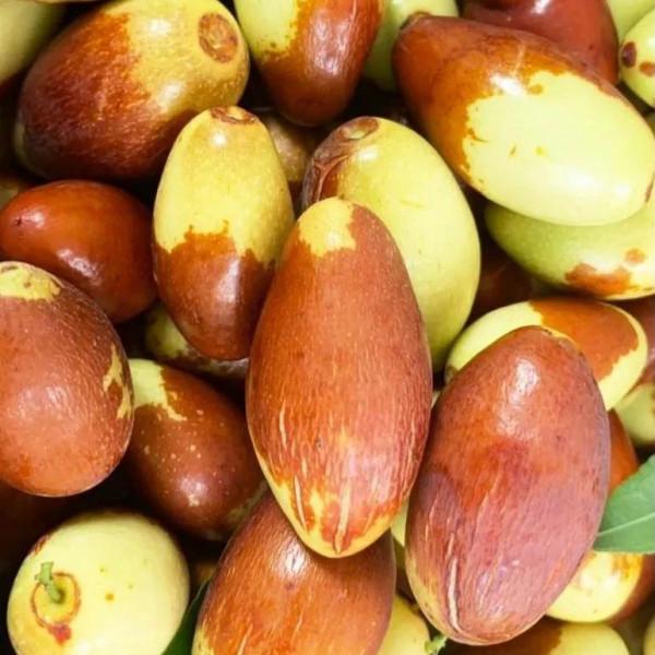 豐收的季節,京郊遊玩樂採摘 豐收的季節,京郊遊玩樂採摘