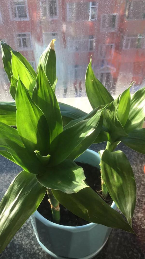 在這裡留住你綻放的花朵