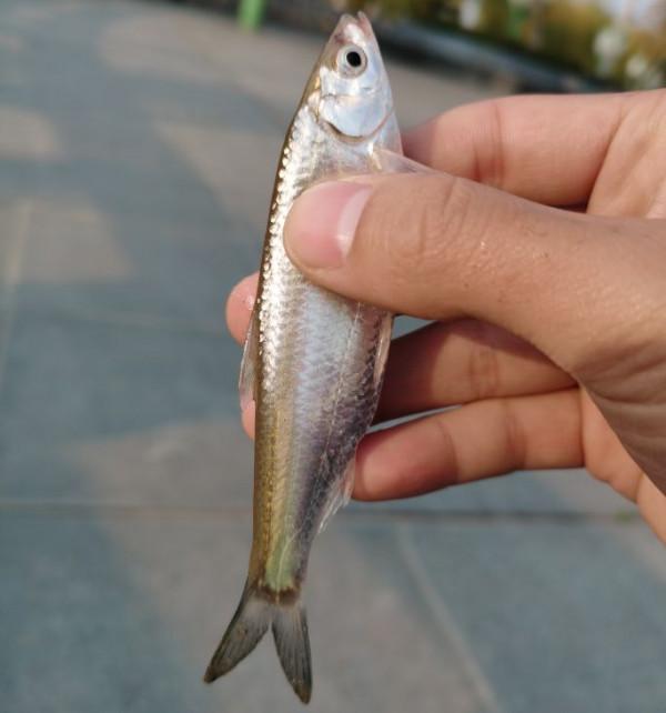 路亞入坑，座標高郵