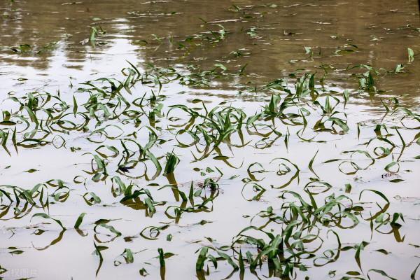 河南水災以後,補償的新標準來了,一頭牛補償能超過萬元嗎? 河南水災以後,補償的新標準來了,一頭牛補償能超過萬元嗎?