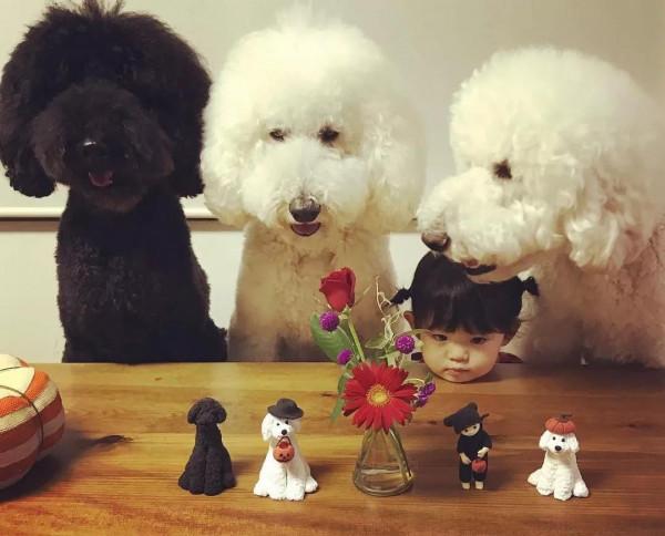 日本奶奶分享小孫女和三隻大狗狗的日常，治癒了56萬+網友…