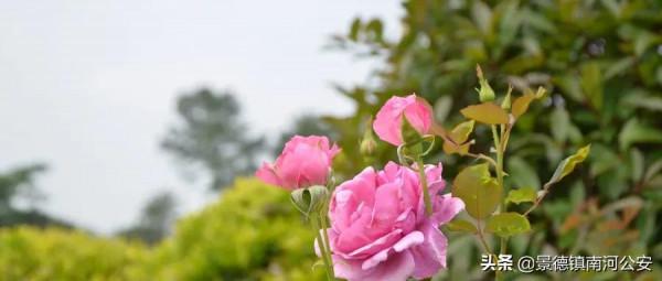 詩詞｜10首經典詩詞：初讀只覺驚豔，再讀已是人生