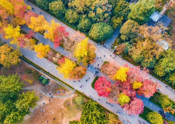 一入秋，南京就成了金陵