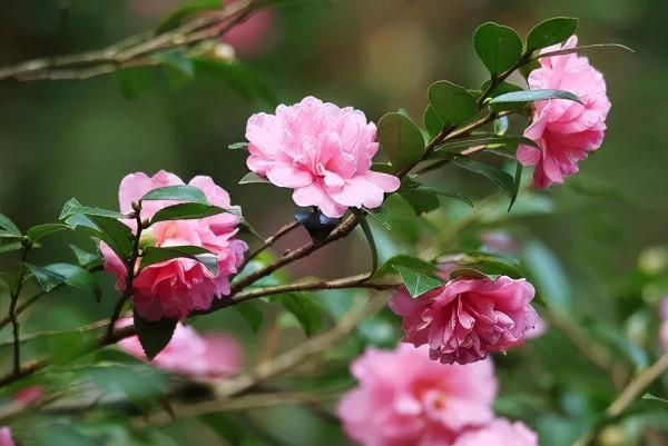 四季花海冬日賞花攻略出爐,茶梅、角堇、雛菊,邂逅浪漫美好 四季花海冬日賞花攻略出爐,茶梅、角堇、雛菊,邂逅浪漫美好