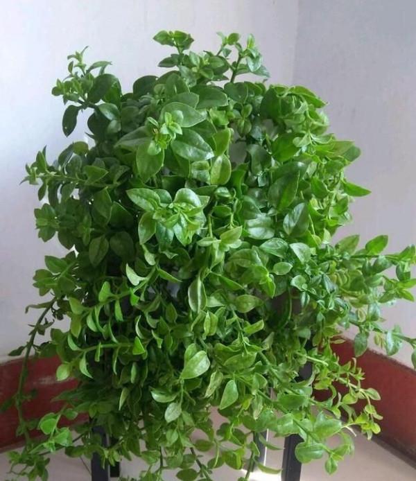 能“養人”的四種花，好養不怕熱，可涼拌可泡茶，還能驅蚊子