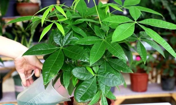 春節要到了，家裡養4種“招財樹”，美觀大方，寓意好