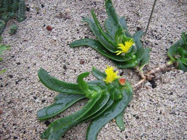 5種霸氣花，個個“醜八怪”卻吉利鎮宅，丟在角落不管，一樣爆棚