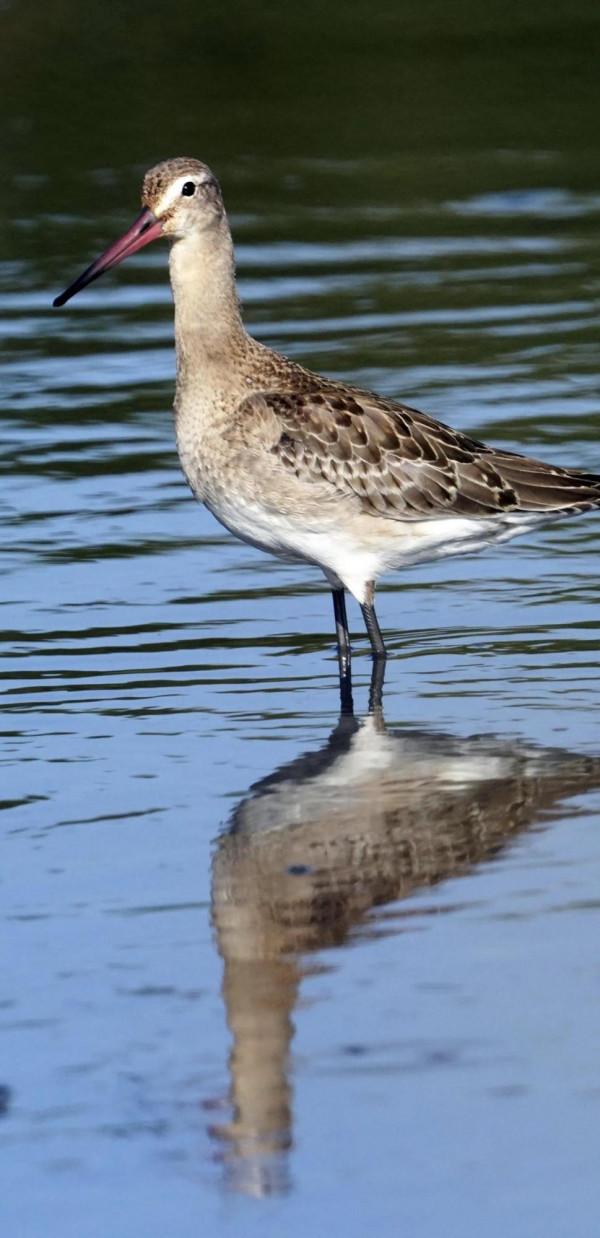 看看遼寧的野生鳥類 看看遼寧的野生鳥類