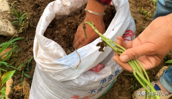 在家用蛇皮袋種紅薯，方法省事又省地方，5個月後能收穫一大袋