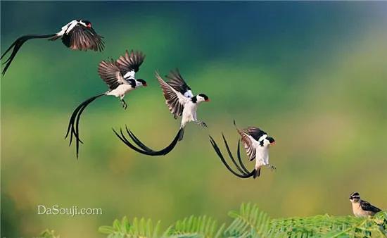 我們的星球上,動物的尾巴是最值得欣賞的,那就是鳥的美麗尾巴 我們的星球上,動物的尾巴是最值得欣賞的,那就是鳥的美麗尾巴