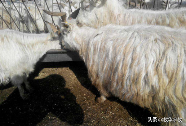 有一種羊身披“黃金”，很多養殖戶靠它發家致富