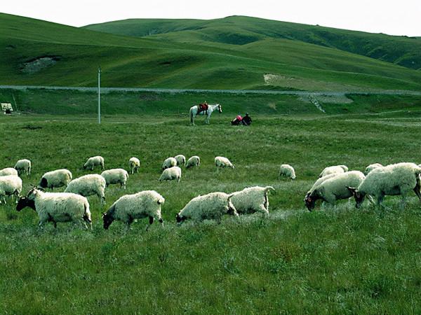 被哄騙當兵官至第74軍副軍長，假扮山羊逃脫，赴臺享受高官厚祿