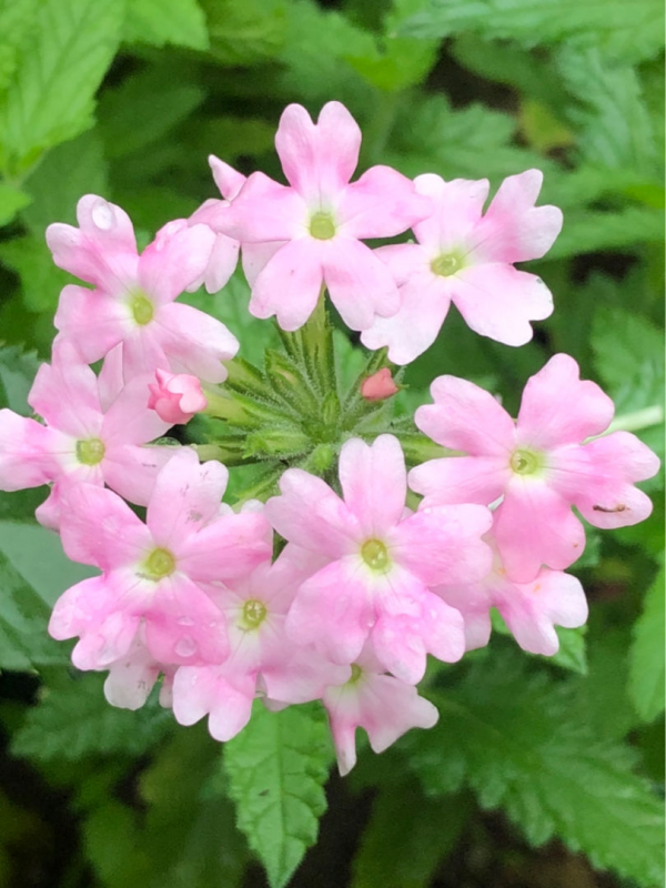 秋天常見的60種花，最全花卉圖譜，收藏起來慢慢看