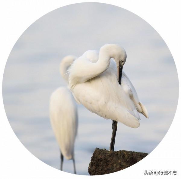 薛濤最經典的十首詩,清麗婉轉、細膩真摯,巾幗不讓鬚眉 薛濤最經典的十首詩,清麗婉轉、細膩真摯,巾幗不讓鬚眉