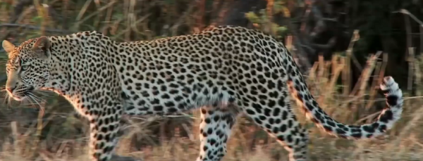 雜交動物：只看外貌，你能看出來這些動物的父母是誰嗎？