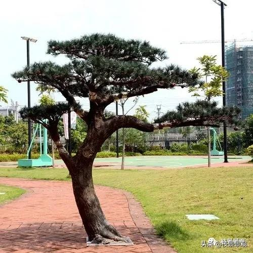 模擬樹的種類有哪些？