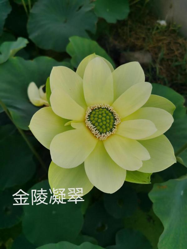 觀賞荷花、碗蓮不開花的原因總結