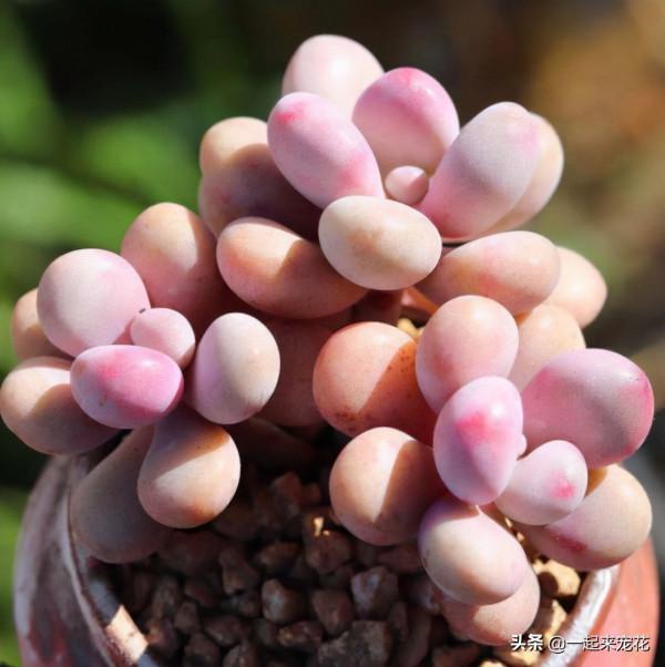 4種漂亮的普貨多肉，容易爆崽成老樁，冬天凍一凍，韻味十足
