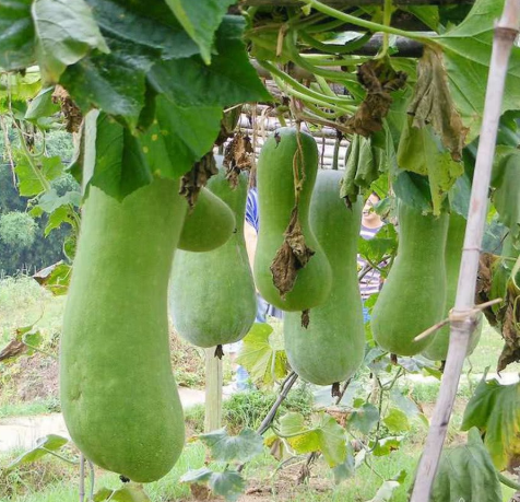 神奇的蔬菜“砍瓜”：隨吃隨砍、砍後能長出來，一株就夠全家人吃