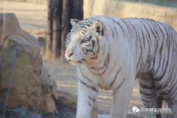 這樣與眾不同的&OpenCurlyDoubleQuote;大貓&rdquo;，你見過嗎