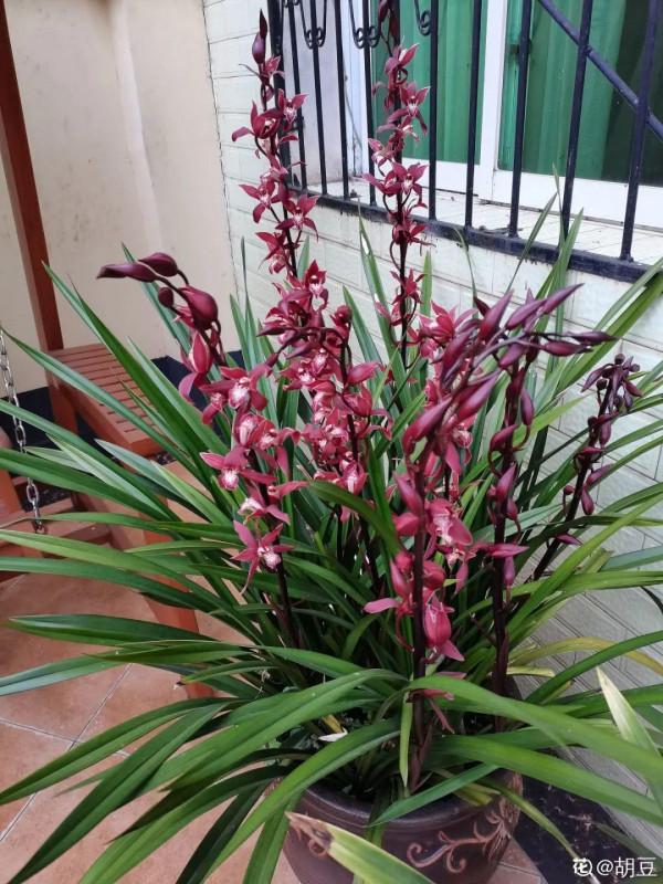 9種花，就怕曬太陽，陰涼地反而長得旺