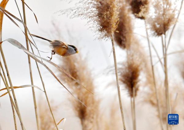 黃河之濱百鳥歡